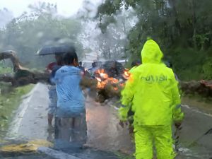 Pohon Tumbang Melintang, Jalan Raya Wonogiri-Pacitan Sempat Macet