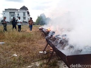 Polrestabes Medan Musnahkan 84,6 Kg Ganja dengan Cara Dibakar