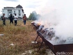 Polrestabes Medan Musnahkan 84,6 Kg Ganja dengan Cara Dibakar