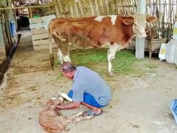 Sapi di Banyuwangi Lahirkan Bayi Prematur Usai Divaksin PMK