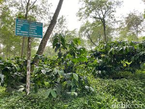 Kopi Pertama Ditanam oleh Pangeran, Ini Kebun Kopi Tertua di Jawa Timur Kopi Pertama Ditanam oleh Pangeran, Ini Kebun Kopi Tertua di Jawa Timur