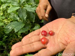 Deretan Negara Penghasil Kopi Terbesar Dunia, Indonesia Nomor Berapa?