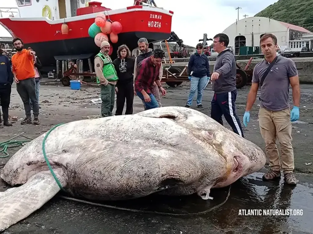 Ikan Mola-mola Raksasa Ditemukan, Beratnya 3 Ton-Pecahkan Rekor Dunia!