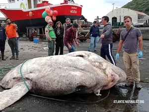 Ikan Mola-mola Raksasa Ditemukan, Beratnya 3 Ton-Pecahkan Rekor Dunia! Ikan Mola-mola Raksasa Ditemukan, Beratnya 3 Ton-Pecahkan Rekor Dunia!