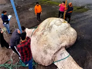 Ikan Mola-mola Raksasa Si Pemecah Rekor Dunia Terdampar dan Mati