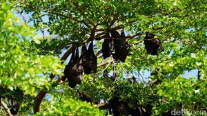 Melihat Indahnya Kelelawar Soppeng Bergelantungan di Pusat Kota