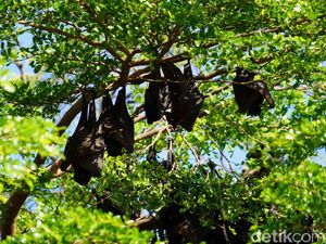 Jejak Kelelawar di Soppeng dan Janji Kesetiannya Menjaga Kota Kalong Jejak Kelelawar di Soppeng dan Janji Kesetiannya Menjaga Kota Kalong