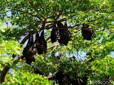 Melihat Indahnya Kelelawar Soppeng Bergelantungan di Pusat Kota