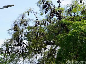Penjelasan Ahli soal Kelelawar Soppeng Hidup Berdampingan dengan Manusia