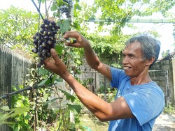 Wisata Petik Anggur Impor Tengah Kota Denpasar, Cicip Buahnya Gratis!