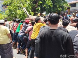 Pohon Tumbang di Probolinggo: Satu Tewas, Satu Lainnya Kritis