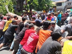 Pohon Tumbang Timpa Becak di Probolinggo, Penumpang Tewas-Pengayuh Kritis