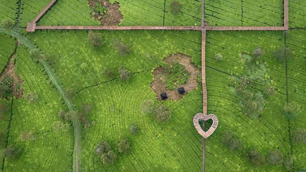 Wisata Kebun Teh Tambi Sikatok di Wonosobo, Asri Banget Buat Healing!