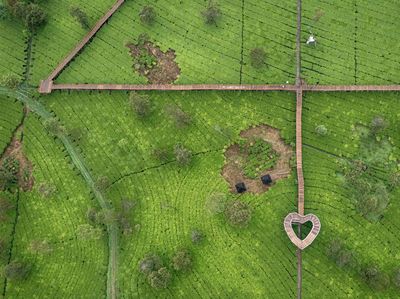 Wisata Kebun Teh Tambi Sikatok di Wonosobo, Asri Banget Buat Healing!