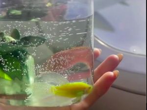 Ada Lagi Nih, Penumpang Bawa Cupang ke Pesawat Ada Lagi Nih, Penumpang Bawa Cupang ke Pesawat