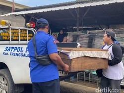 Tragis Pawang Ular Tewas Dipatuk King Cobra Peliharaan di Jatim