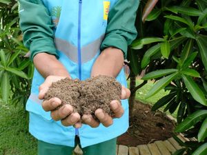 Peneliti Ungkap Pupuk FABA PLN Bisa Genjot Produksi Pertanian hingga 15%