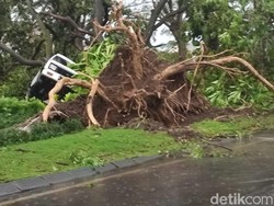 Penampakan Pohon Tumbang Diterjang Puting Beliung di Perum Kahuripan