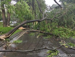 9 Pohon di Jakarta Tumbang Akibat Hujan Deras, Timpa Rumah hingga Gereja