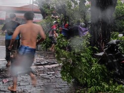 Pohon Tumbang Timpa Pemotor di Bundaran Aloha, Satu Orang Luka