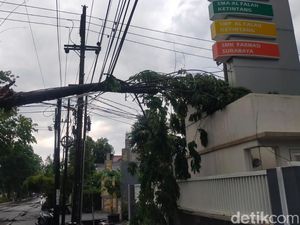 Dua Pohon di Surabaya Tumbang, Salah Satunya Timpa Sekolah