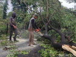 Pohon-pohon Tumbang di Perum Kahuripan Nirwana Dibersihkan