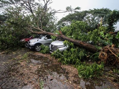 Sidoarjo Diamuk Puting Beliung, Pohon Tumbang Timpa Mobil