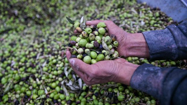 Kurdish farmers press this year's olive crop to extract olive oil coming from the villages of Afrin countryside in northwestern Syria, where Afrin is famous in Aleppo countryside for the best olive oil in the world and is exported from it to Europe, the Gulf states and Turkey, on october 23, 2022. (Photo by Rami Alsayed/NurPhoto via Getty Images)