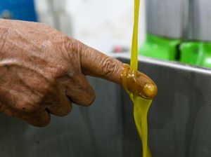 Tahu Kan Minyak Zaitun? Begini Proses Bikinnya