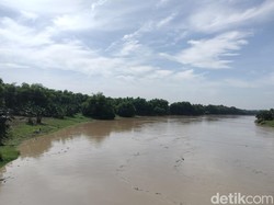 Waspada! Status Bengawan Solo Bojonegoro Siaga II