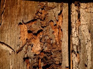 Ternyata Begini Cara Membasmi Rayap yang Ramah Lingkungan, Pakai Apa? Ternyata Begini Cara Membasmi Rayap yang Ramah Lingkungan, Pakai Apa?