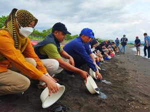 Keren, Inkubator Telur Penyu di Banyuwangi Bisa Tentukan Jenis Kelamin