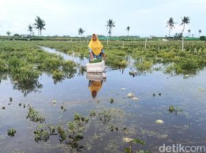 Lahan Kebanjiran, Semangka-Cabai di Kulon Progo Terpaksa Dipanen Dini Lahan Kebanjiran, Semangka-Cabai di Kulon Progo Terpaksa Dipanen Dini