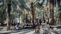 Syahdu, Menikmati Wisata Kebun Kurma di Madinah
