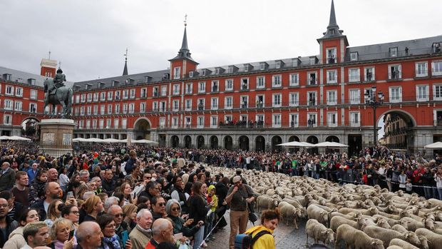 People watch a flock during the annual sheep parade, during which shepherds exercise their right to use traditional migration routes for their livestock from northern Spain to winter grazing pasture land in the southern areas of the country, at Plaza Mayor in Madrid, Spain, October 23, 2022. REUTERS/Violeta Santos Moura