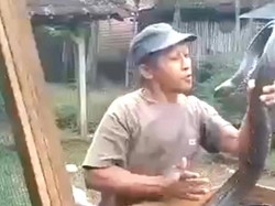 7 Fakta King Kobra Tewaskan Tuannya hingga Tim Panji Petualang Turun Tangan