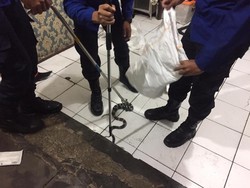 Ini Biang Kerok Banyak Ular Masuk Rumah di Bandung