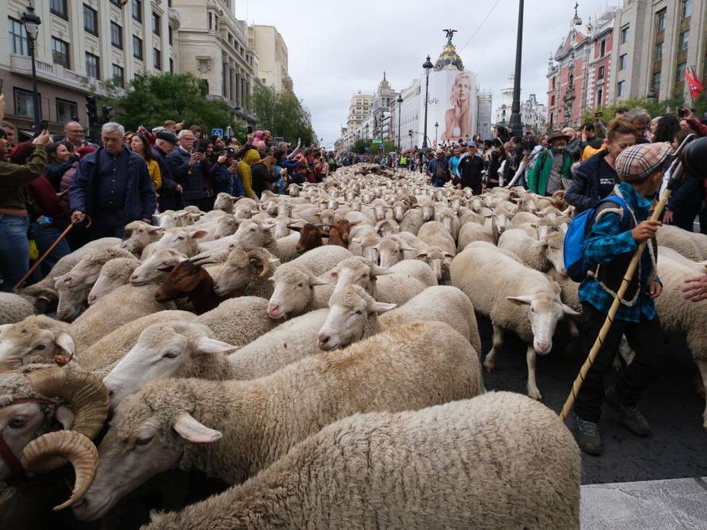 Gemas Banget! Ada Ribuan Domba Padati Pusat Kota Madrid