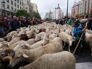 Gemas Banget! Ada Ribuan Domba Padati Pusat Kota Madrid Gemas Banget! Ada Ribuan Domba Padati Pusat Kota Madrid