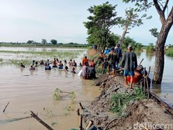 Dua Tanggul Sungai di Lamongan Jebol Banjiri Sawah dan Permukiman Warga