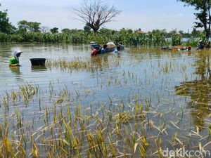 Banjir Rendam Ratusan Hektare Sawah di Lamongan, Petani Terpaksa Panen Dini Banjir Rendam Ratusan Hektare Sawah di Lamongan, Petani Terpaksa Panen Dini