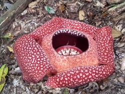 Hari Cinta Puspa dan Satwa Nasional 5 November, Ini Sejarah Peringatannya