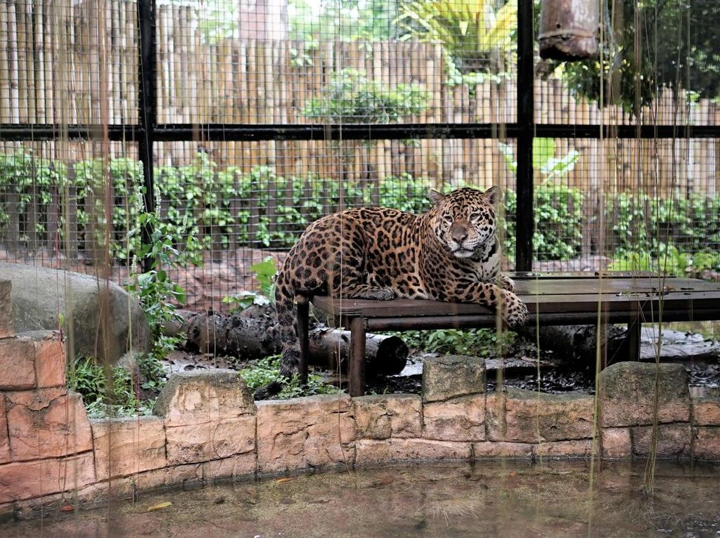 Kenalan Yuk dengan Bolivia, Jaguar Koleksi Baru Batu Secret Zoo