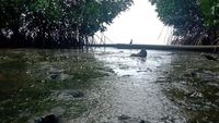 Potret Muramnya Pantai Cemara Karimunjawa gegara Tercemar Limbah