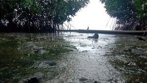 Potret Muramnya Pantai Cemara Karimunjawa gegara Tercemar Limbah