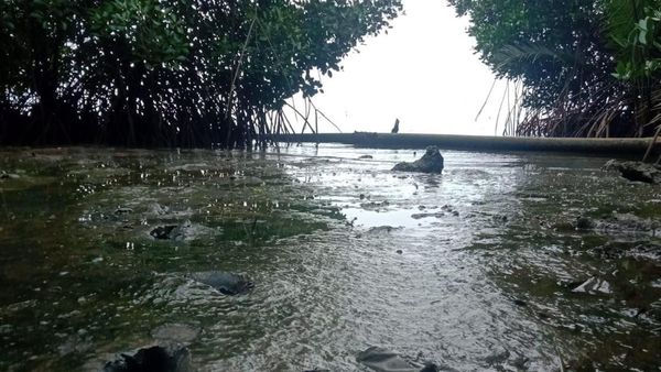 Potret Muramnya Pantai Cemara Karimunjawa gegara Tercemar Limbah