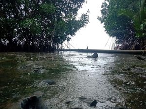 Potret Muramnya Pantai Cemara Karimunjawa gegara Tercemar Limbah Potret Muramnya Pantai Cemara Karimunjawa gegara Tercemar Limbah