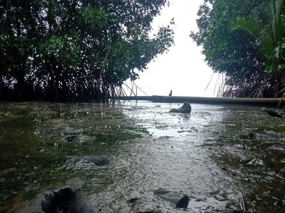 Potret Muramnya Pantai Cemara Karimunjawa gegara Tercemar Limbah