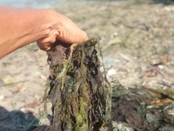 Pemkab Jepara Bakal Tutup Tambak Udang di Karimunjawa, Ini Alasannya