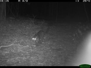 Macan Dahan Langka Tertangkap Kamera di Areal Konservasi Wilmar